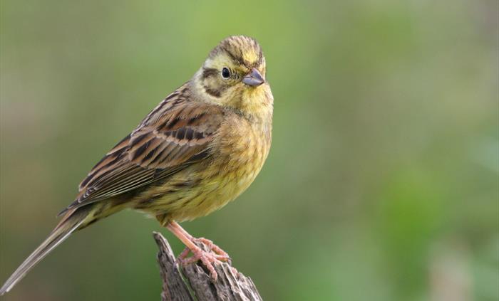 Yellowhammer - Image Credit: Tom Marshall
